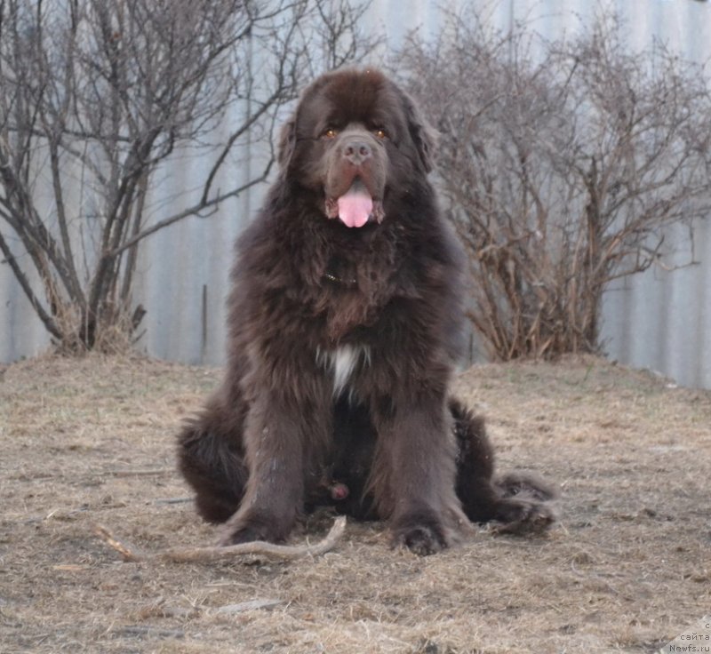 Фото: ньюфаундленд Акватория Келвин Риверданс (Aquatoriya Kelvin Riverdance)