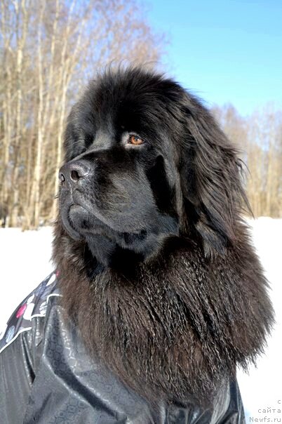 Фото: ньюфаундленд Валькирия Сигрюн