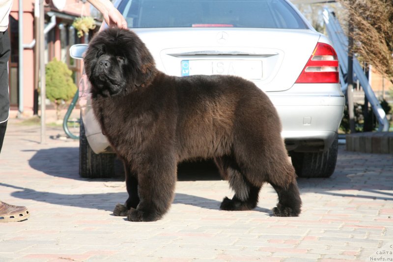 Фото: ньюфаундленд Guliver Moon Bear