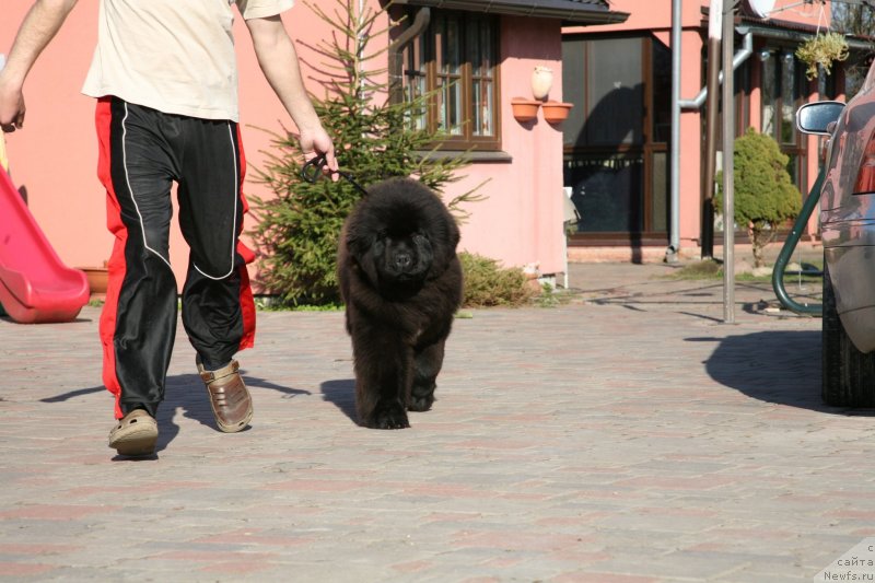 Фото: ньюфаундленд Guliver Moon Bear