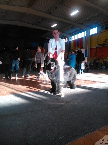 Фото: ньюфаундленд Виола Коста Лампони, Элина Юнусова