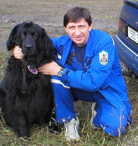 Фото: ньюфаундленд Чарлета Эль Зар