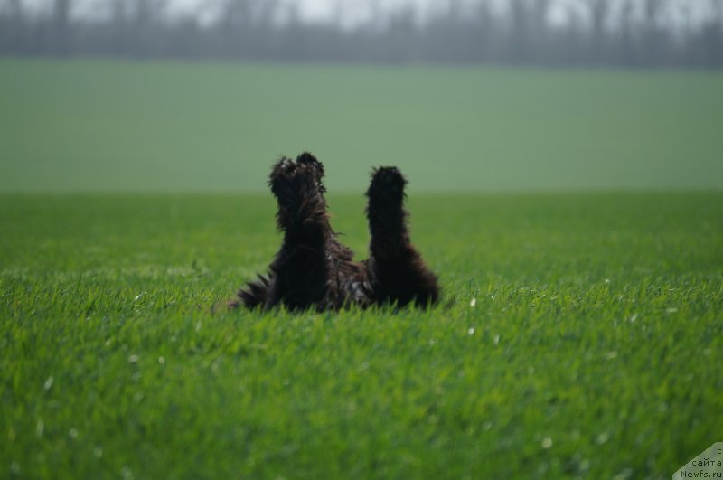 Фото: ньюфаундленд Чарующий Чезарио (Charuyuschiy Chezario)