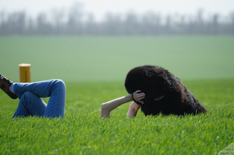 Фото: ньюфаундленд Чарующий Чезарио (Charuyuschiy Chezario), Елена Кирпа