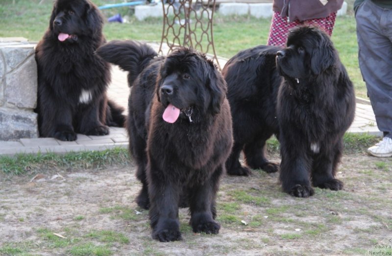 Фотография № 151359