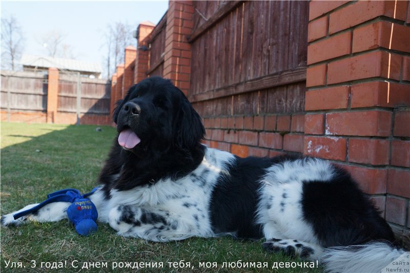 Фото: ньюфаундленд Плюшевая Панда Ультра Модная Штучка (Plushevaya Panda Ultra Modnaja Schtutschka)