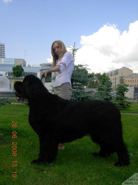 Фото: ньюфаундленд Смигар Иеремия Ивент Магик (Smigar Ieremiya Ivent Magik)