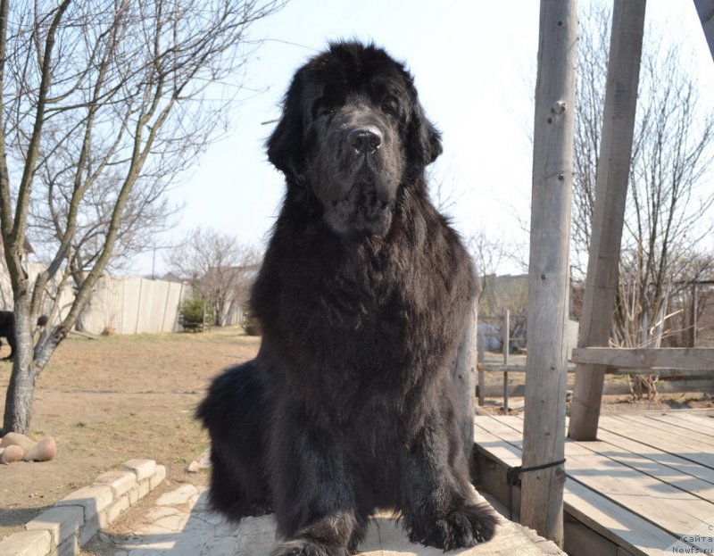 Фото: ньюфаундленд I'm Little Princess Midnight Bear