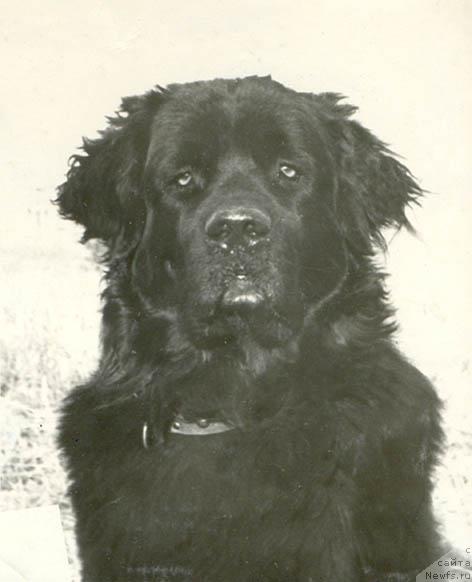 Фото: ньюфаундленд Викинг