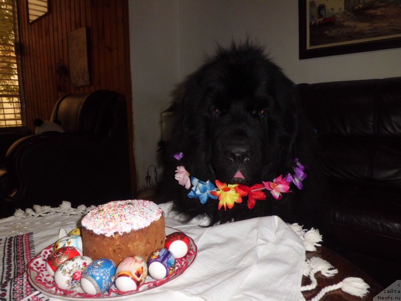 Фото: ньюфаундленд Питерньюф Чао-Какао