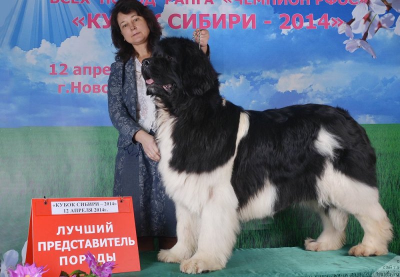 Фото: ньюфаундленд Супер Премиум Жрица Звезд (Super Premium Zhritsa Zvezd)