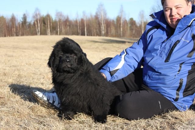 Фото: ньюфаундленд Блек Гениус Бриллиант
