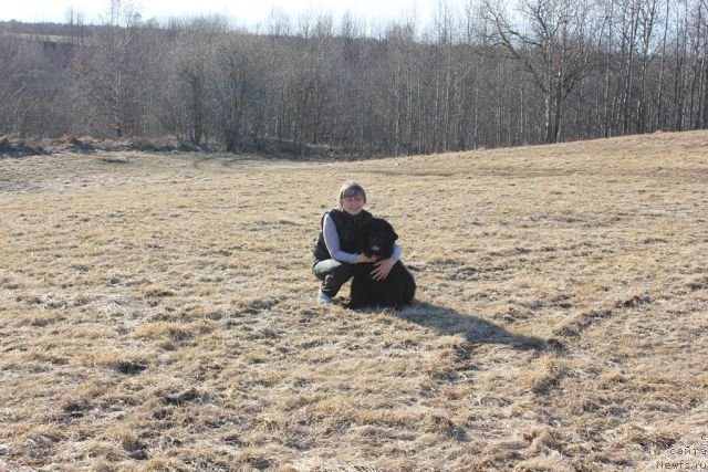 Фото: ньюфаундленд Блек Гениус Бриллиант