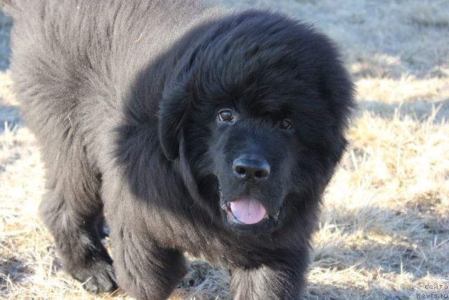 Фото: ньюфаундленд Блек Гениус Бриллиант