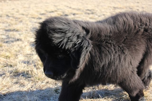 Фото: ньюфаундленд Блек Гениус Бриллиант