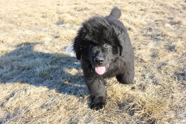 Фото: ньюфаундленд Блек Гениус Бриллиант