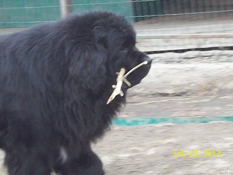 Фото: ньюфаундленд Супер Премиум Линиэль Дайлиррин (Super Premium Liniel Daylirring)