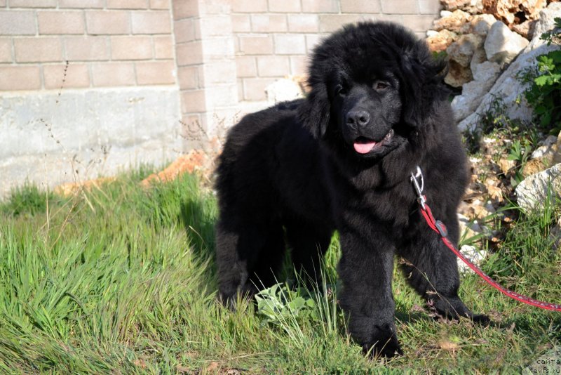 Фото: ньюфаундленд Chudesnaya Mira Kara Deniz