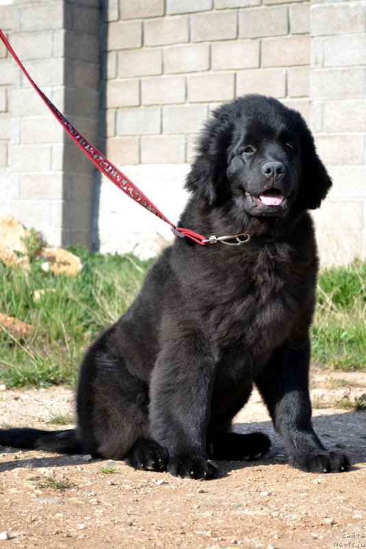 Фото: ньюфаундленд Charuyushaya Gemma Kara Deniz