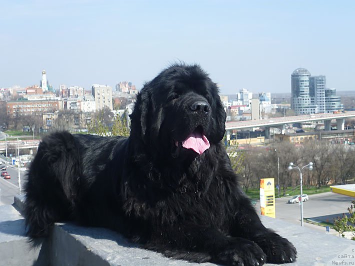 Фото: ньюфаундленд Сила с Берега Дона (Sila s Berega Dona)