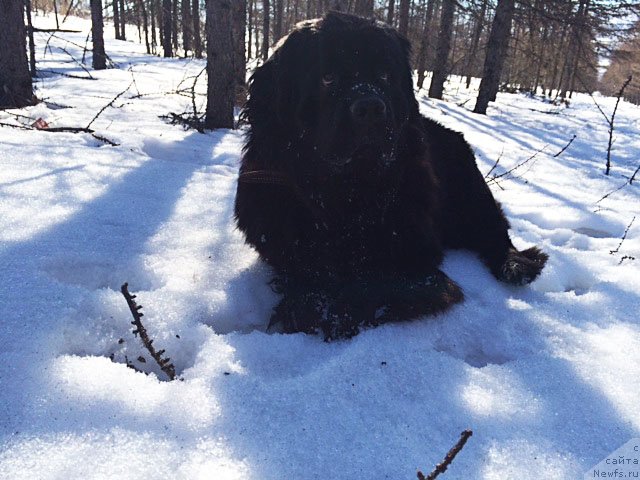 Фото: ньюфаундленд Честолюбивая Чик с Берега Дона (Chistolybivaya Chic s Berega Dona)