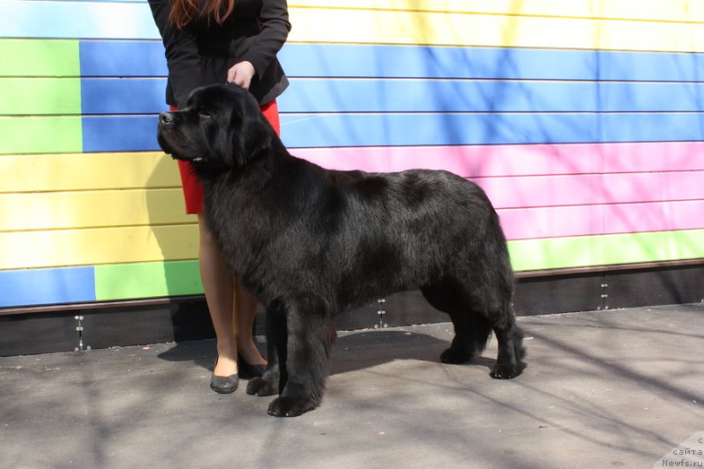 Фото: ньюфаундленд Черный Чанк с Берега Дона (Chernyj Chank s Berega Dona)