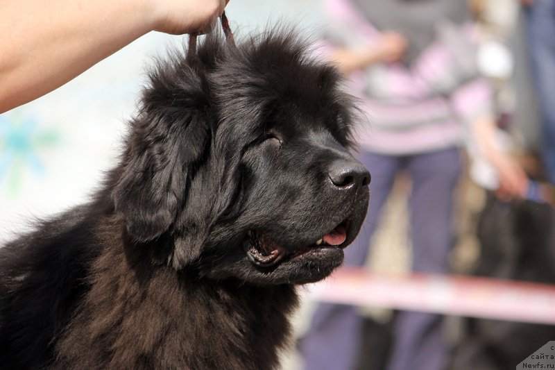 Фотография № 151480