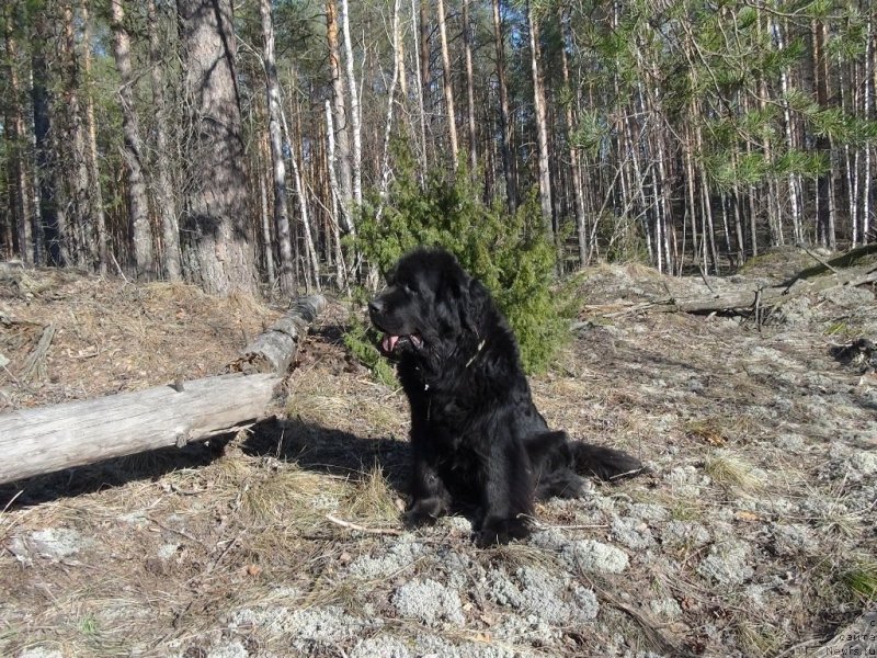Фото: ньюфаундленд Лесная Сказка Лунная Соната