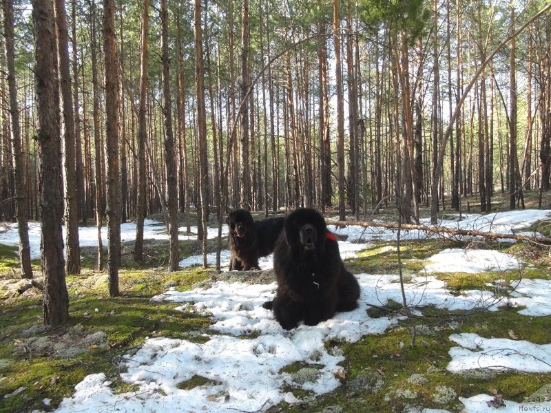 Фото: ньюфаундленд Акин Соул София, ньюфаундленд Анджел Викториус