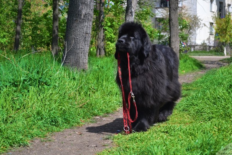 Фото: ньюфаундленд Ассоль Анжелика (Assol Anjelika)