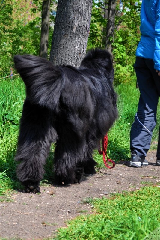 Фото: ньюфаундленд Ассоль Анжелика (Assol Anjelika)