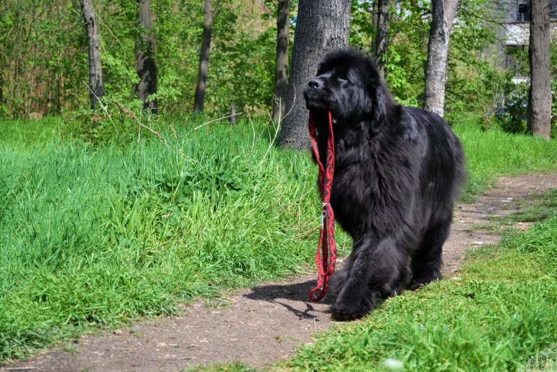 Фото: ньюфаундленд Ассоль Анжелика (Assol Anjelika)