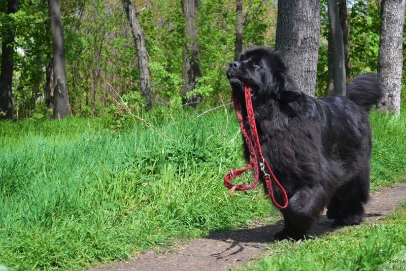 Фото: ньюфаундленд Ассоль Анжелика (Assol Anjelika)