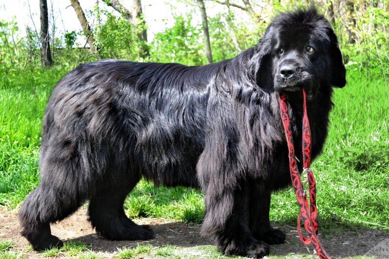Фото: ньюфаундленд Ассоль Анжелика (Assol Anjelika)