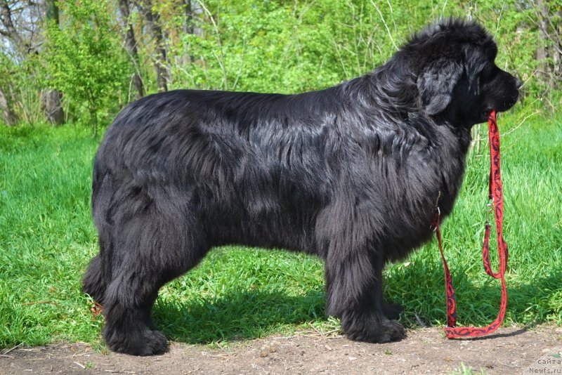 Фото: ньюфаундленд Ассоль Анжелика (Assol Anjelika)