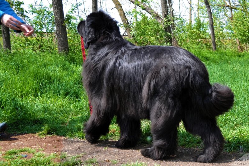 Фото: ньюфаундленд Ассоль Анжелика (Assol Anjelika)