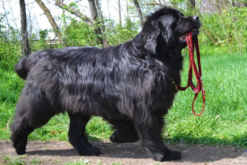 Фото: ньюфаундленд Ассоль Анжелика (Assol Anjelika)