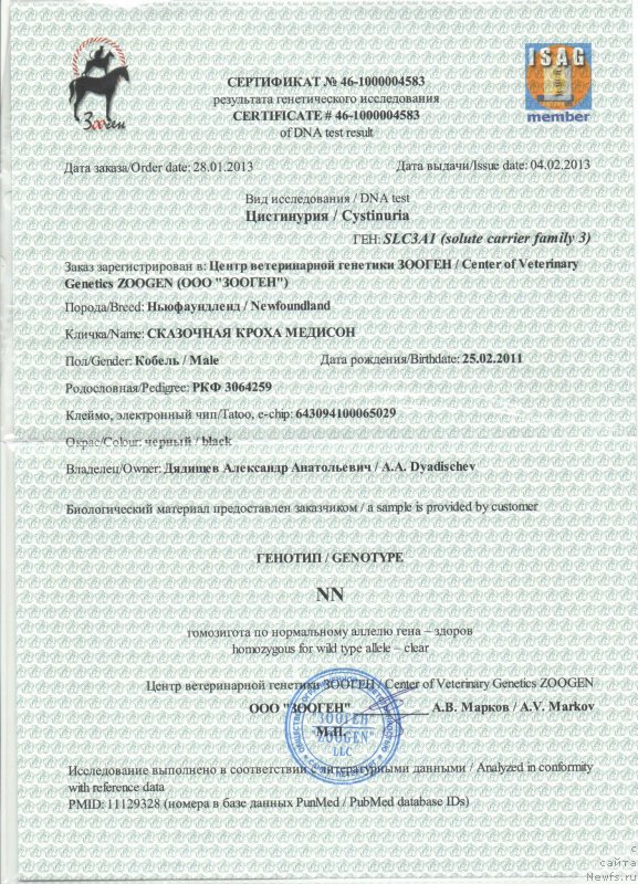 Фото: ньюфаундленд Сказочная Кроха Медисон (Skazochnaya Kroha Medison)