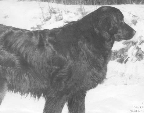 Фото: ньюфаундленд Жейра Федра