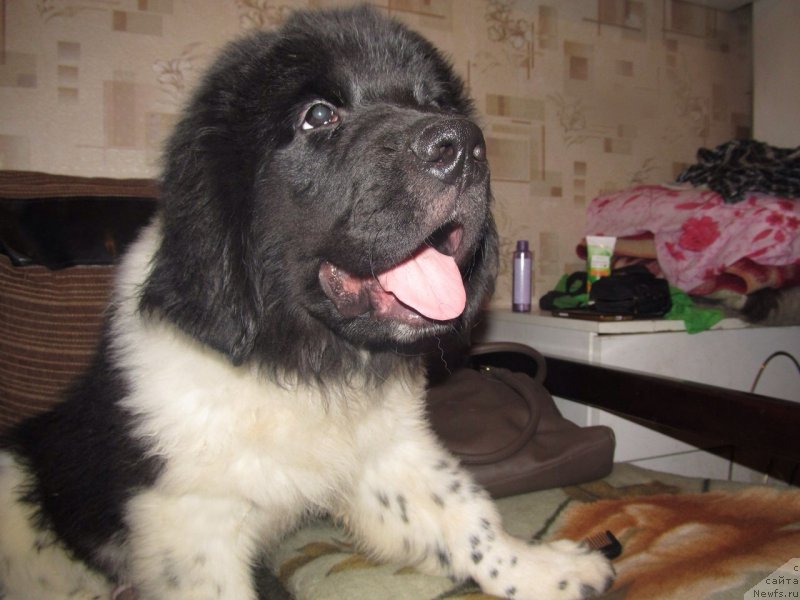 Фото: ньюфаундленд Gedeon Super Mishka