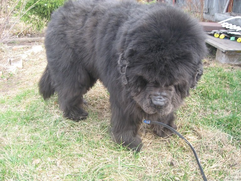 Фотография № 151519