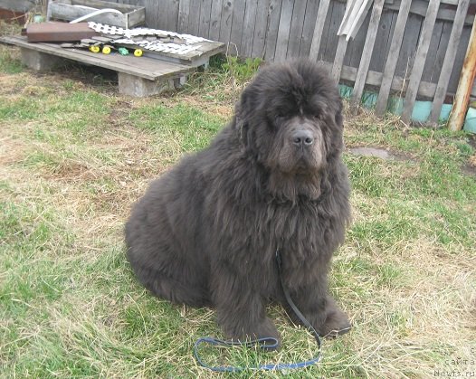 Фото: ньюфаундленд Захар из Медвежьего Яра