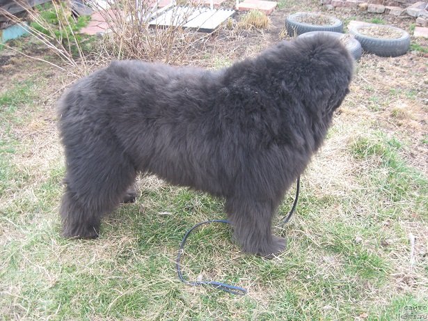 Фотография № 151521