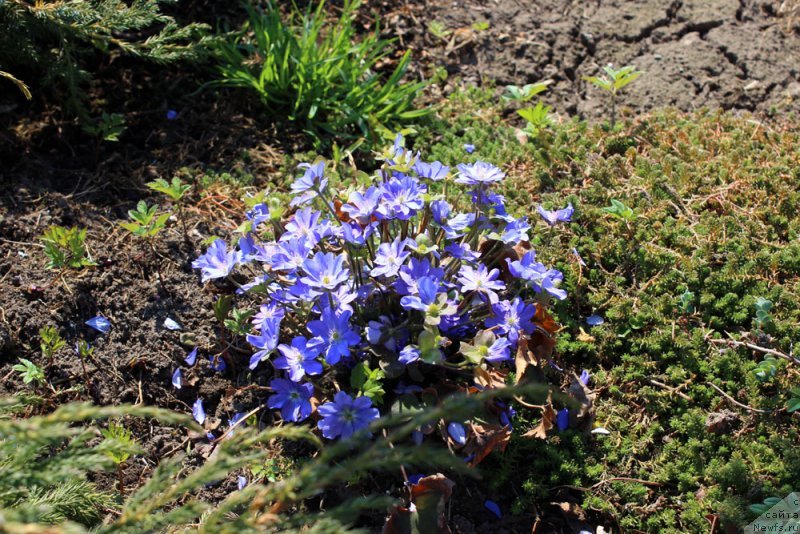 Фотография № 151537