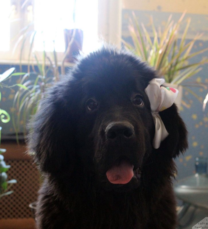 Фото: ньюфаундленд Мерседес Вялiкi Мядзведзь (Mercedes Vialiki Miadzvedz)