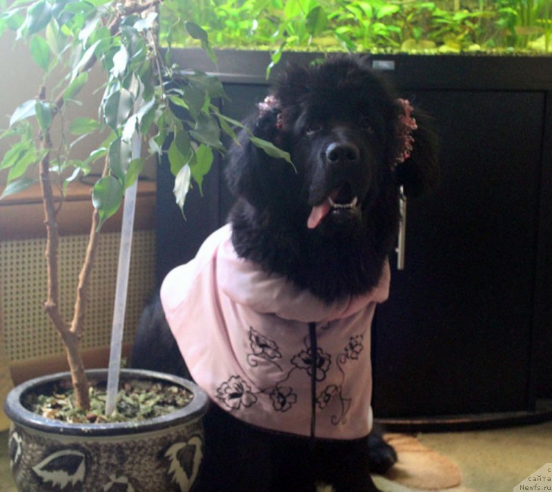 Фото: ньюфаундленд Мерседес Вялiкi Мядзведзь (Mercedes Vialiki Miadzvedz)