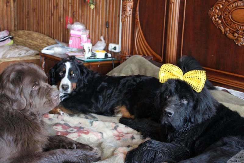 Фото: ньюфаундленд Великий Медведь Камелия, ньюфаундленд Мерседес Вялiкi Мядзведзь (Mercedes Vialiki Miadzvedz)