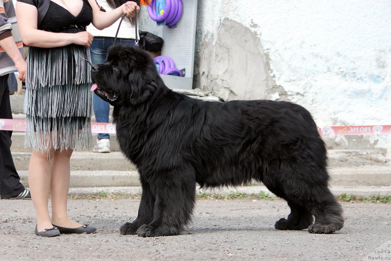 Фото: ньюфаундленд Супер Премиум Лиллихаммер (Super Premium Lillihamer)