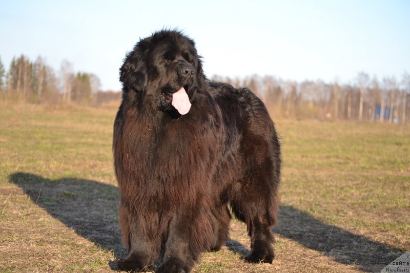Фото: ньюфаундленд Уильям Наследник Трона