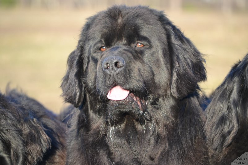 Фото: ньюфаундленд Скарлет О'Хара